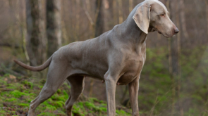 Dog photoshoot for Victoria