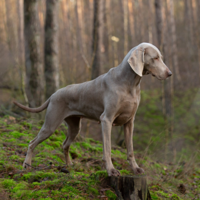Dog photoshoot for Victoria