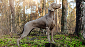Grey Avatars Weimaraners